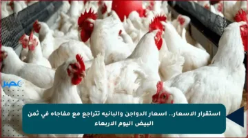 استقرار الأسعار.. أسعار الدواجن والبانيه تتراجع مع مفاجأة في ثمن البيض اليوم الأربعاء
